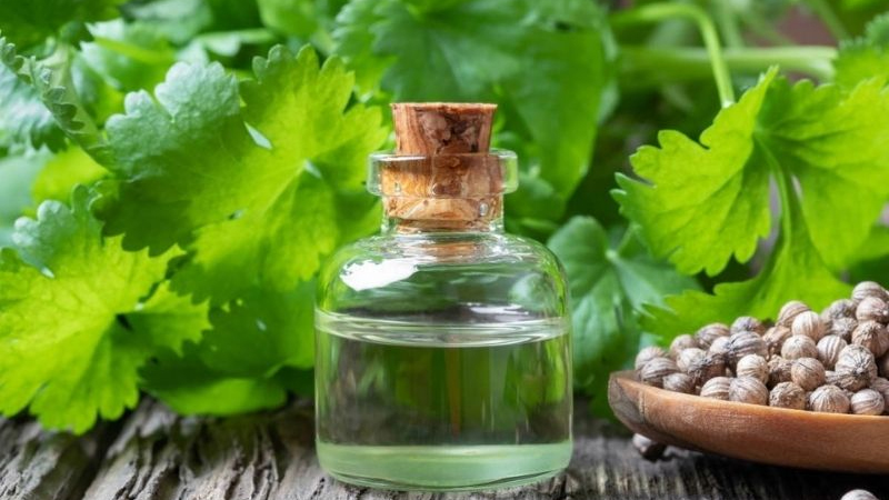 11 lợi ích sức khỏe của rau mùi đối với sức khỏe có thể bạn chưa biết